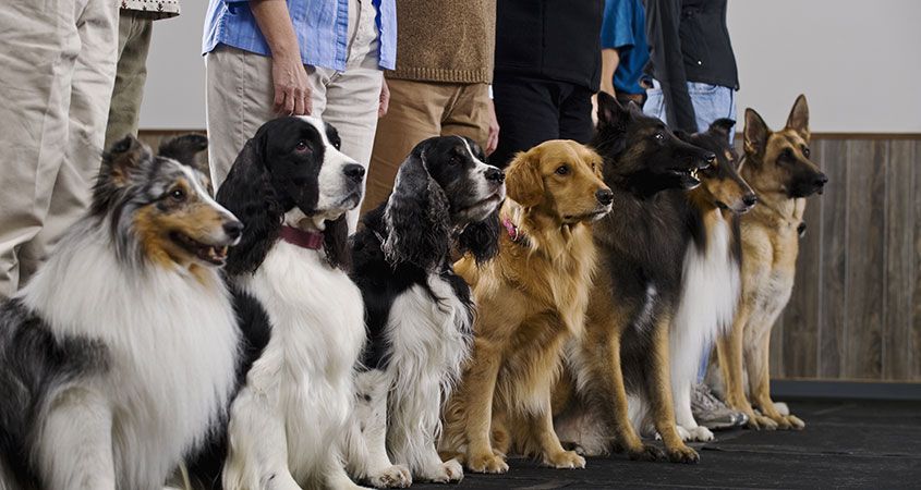 Hond training